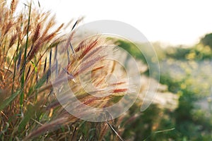 Grass spikelet on the field at sunset, close-up