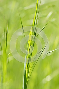 grass with spikelets as background