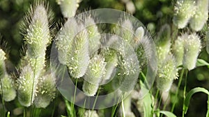 Grass spikes moved by the wind