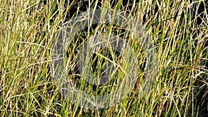 Grass spikes moved by the wind