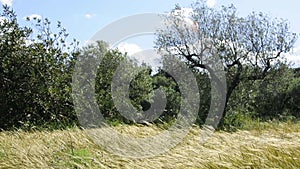 Grass spikes and olive trees moved by the wind