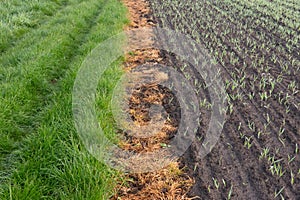Grass, sprayed with glyphosate, between green grass and newly sown wheat