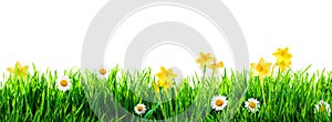 Grass and spring flowers background