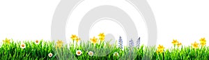 Grass and spring flowers background