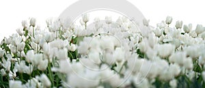 Grass and spring flowers isolated on white