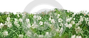 Grass and spring flowers isolated on white