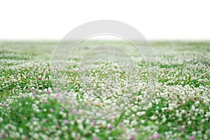 Grass and spring flowers isolated on white