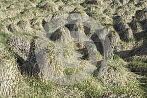 Grass in the spring, The weeds of the uncultivated photo