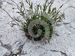 Grass sprouted through gray asphalt