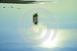 Grass sprouted on the lake and shallows in the distance. Sun reflecting in the water