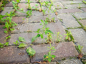 Grass sprouting through the seams of paving slabs