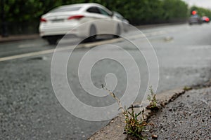 Grass sprouts asphalt on the roadside in the city center in rainy weather