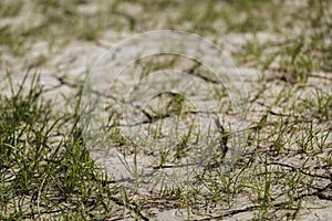 Grass sprouts on dry land