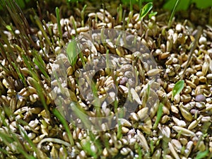 Grass sprouts, Grass Seed Germination, cat grass