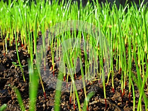 Grass sprouts macro image