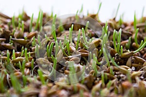 Grass sprouts macro shoot. Selective focus.