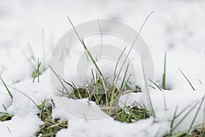 Grass sprouts stick out from under the snow