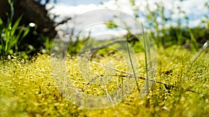 Grass sprouts in their natural habitat