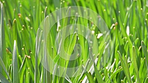 Grass stalks swaying in the wind in the meadow or in the garden