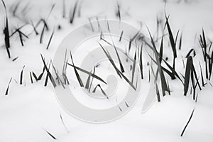 Grass staring out the snow, motif pattern, survival concept, minimalism in black and white