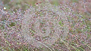 Grass stems are covered with dew drops in early morning