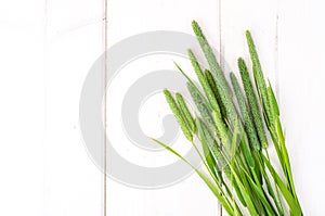 Grass stems Phleum