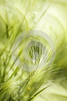 Grass steppe landscape photo