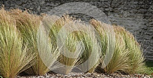 Grass stipa tenuissima with aerial foliage