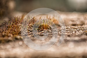 Grass and stone