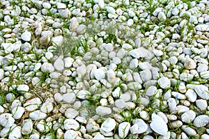 Grass and stones