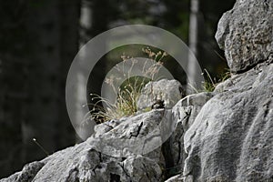 grass on stones in wild nature