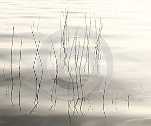 Grass strands in lake calm water