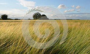 Danish Summer field