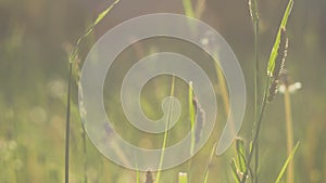 Grass straws moving in slight wind in sun light, flares, close up, green blurred background, evening, 4K 3840 x 2160 ultra high de
