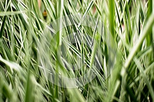 Grass in a strip of several colors, green, light green, white.