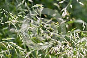 Grass in summer