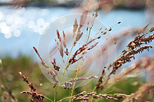 Grass in summer breeze