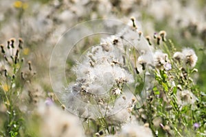 Grass in summer disperses white fluffy seeds