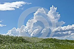 Grass and summer thunderhead