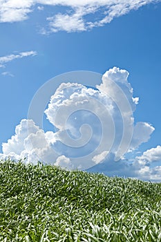 Grass and summer thunderhead