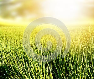 grass and sun