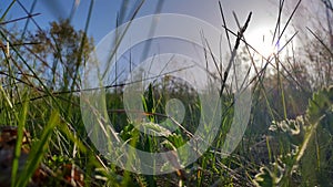 grass and sun. natural background