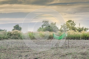 Grass with the sun and Sky background