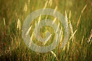 Grass in the sunlight