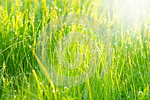 Grass, sunlight and morning dew