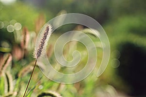 Grass in sunlight in the morning on green background