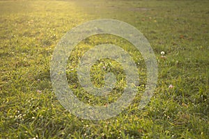 Grass in the sunlight. Natural background.