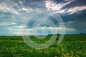 Grass in sunnny meadow