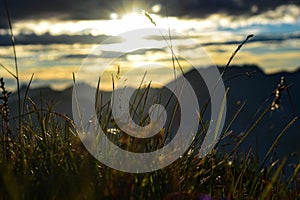 Grass with sunrise in background