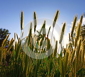 Grass and the sunset